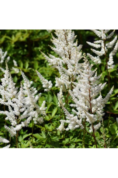 Астильба Арендса Браутшлеєр